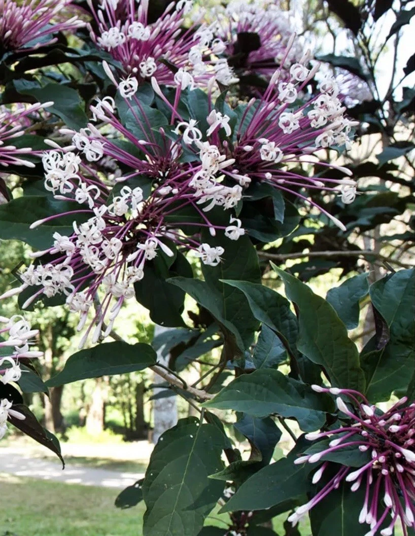 Shooting Star Clerodendrum Quadriloculare Cuttings – 6 Unrooted Stem Cuttings