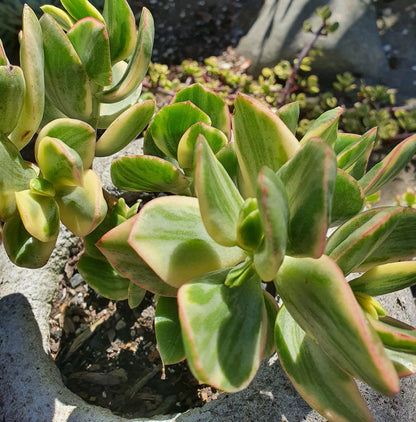 Variegated Jade Cuttings (Crassula ovata Variegata) – 3 Unrooted Yellow-Green Succulent Stems