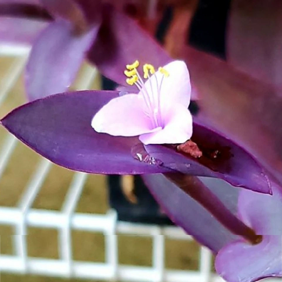 Tradescantia zebrina - 10 Purple Wandering Jew Cuttings (Unrooted) for Easy Rooting
