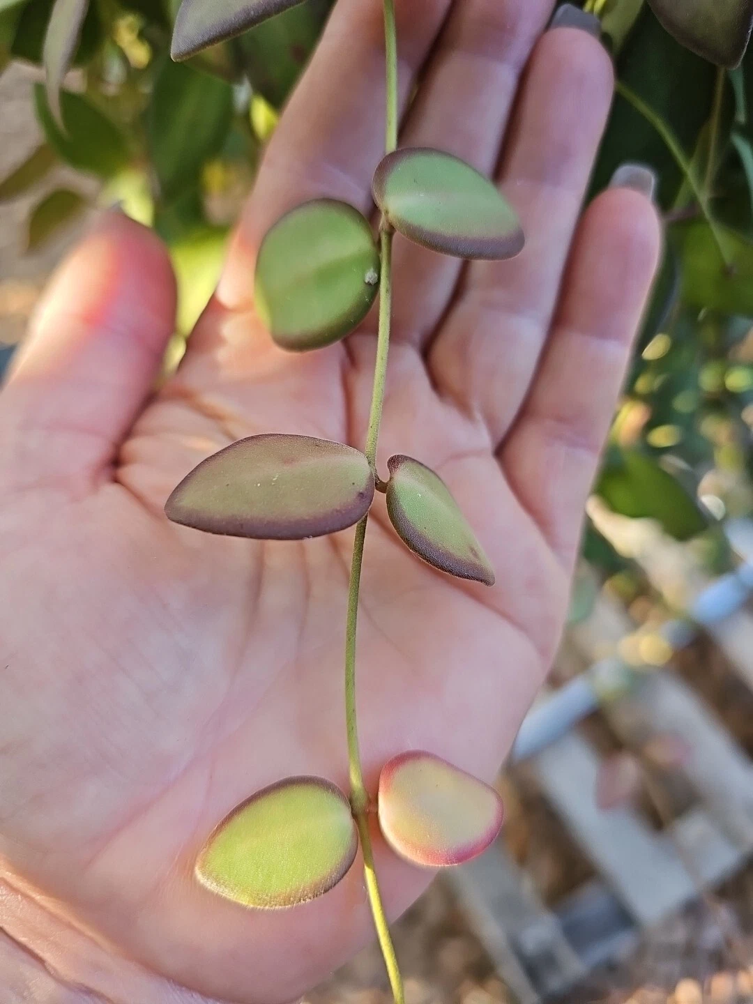 Hoya burtoniae Cutting - 3-Node Unrooted Wax Plant stem, Fresh
