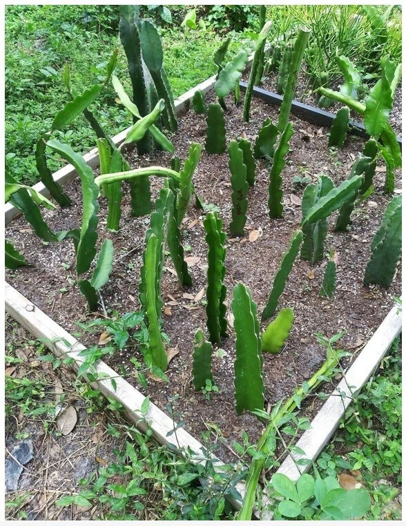 Dragon Fruit Cactus Plant (Hylocereus undatus) - 18" Live Potted Plant with Vase