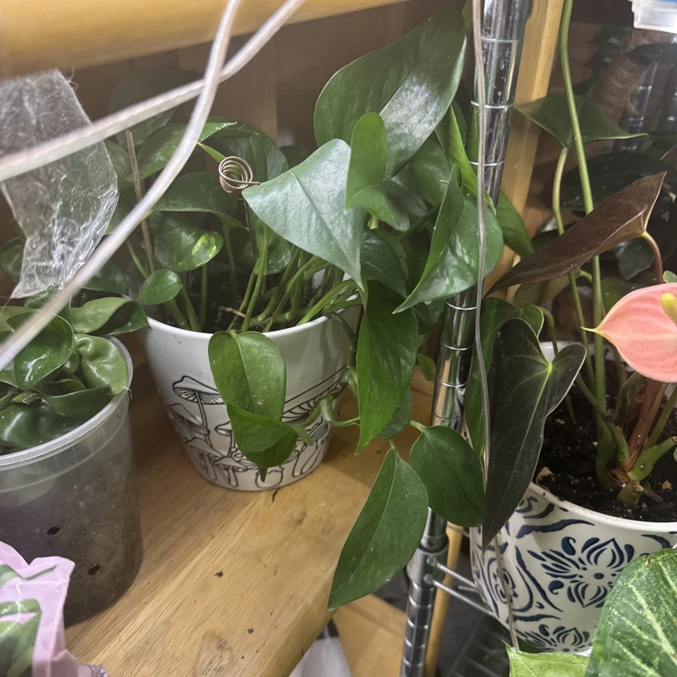 Golden Pothos Rooted Cutting - Epipremnum aureum Starter Plant