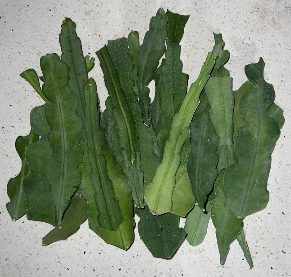 Epiphyllum Orange Swirl Cuttings – 4 Unrooted 7–8" Orchid Cactus Stems