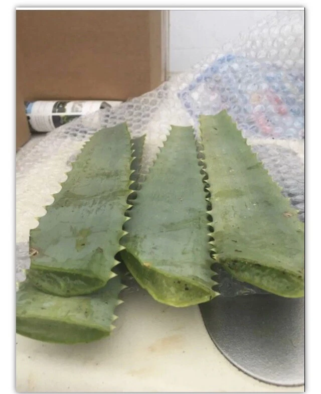 Aloe arborescens Fresh Leaves – 14 oz from 10-Year Mature Plant