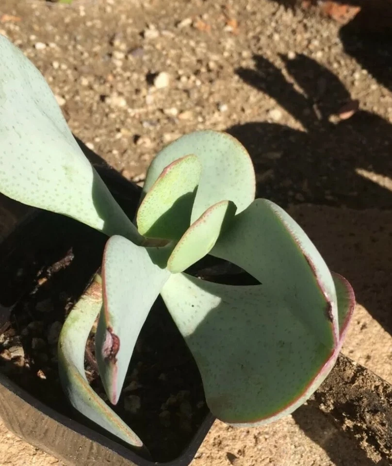 Crassula arborescens Silver Dollar Cutting | Jade Plant Succulent - Unrooted Cutting