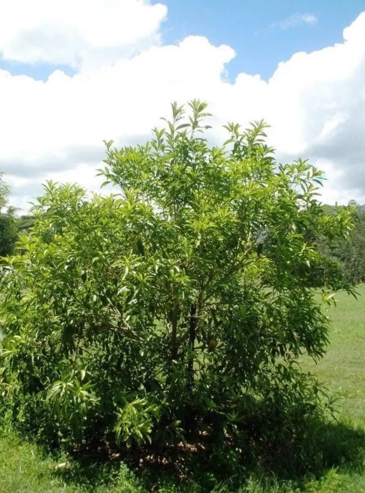 Achacha Garcinia humilis Unrooted Cutting – Tropical Fruit Tree Propagation