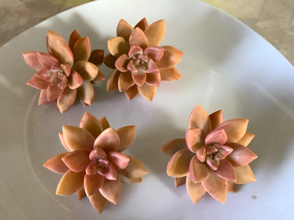 Graptosedum California Sunset Cuttings - 4 Unrooted 2–3" Succulent Stems