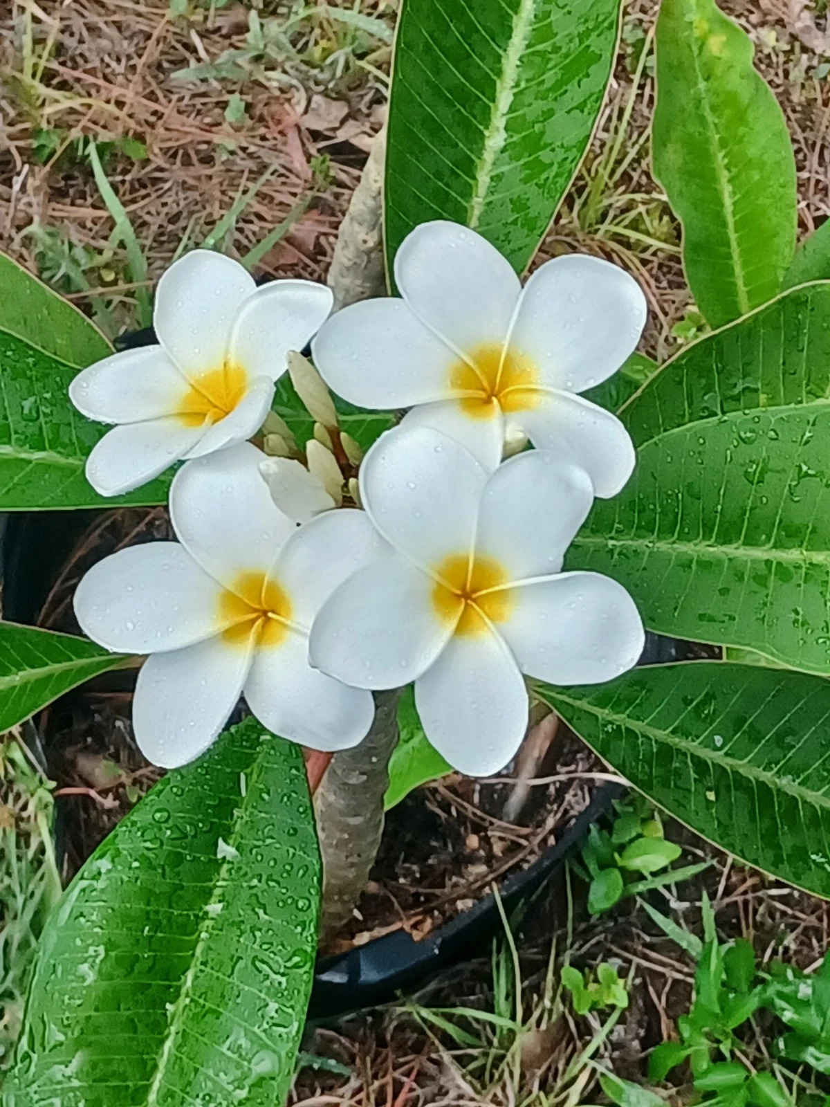 Plumeria Cutting – Live Frangipani Unrooted Stem in Color Match to Photo