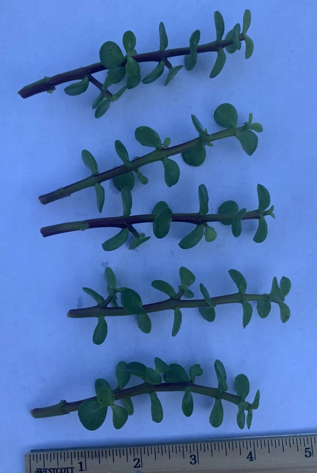 Jade Plant Cuttings (Crassula ovata) 5-Pack - 4" Unrooted Cuttings for Propagation
