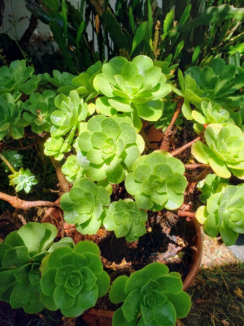Aeonium arboreum Succulent - Well-Rooted Plant with 2 Bonus Cuttings | Green Rosette