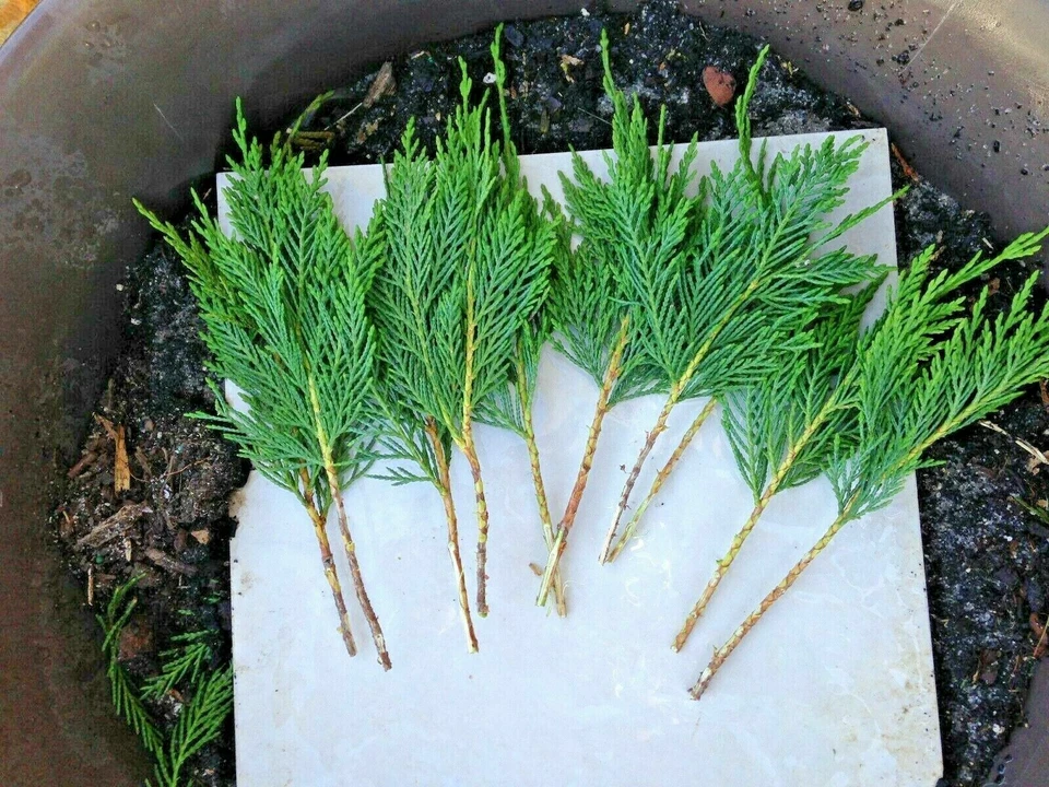 Leyland Cypress Cuttings (15) 6–7 in Unrooted | Privacy Screen Evergreens