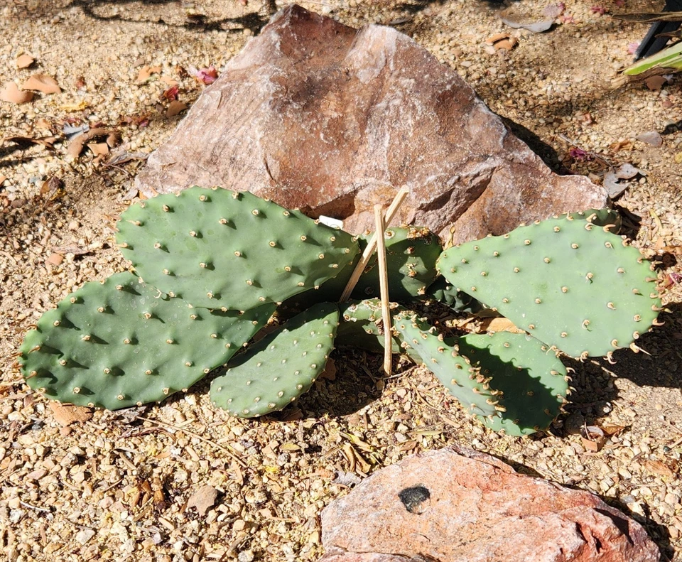 Opuntia macrorhiza Plains Prickly Pear – 1 Fresh Cactus Pad Cutting (Unrooted), Cold-Hardy