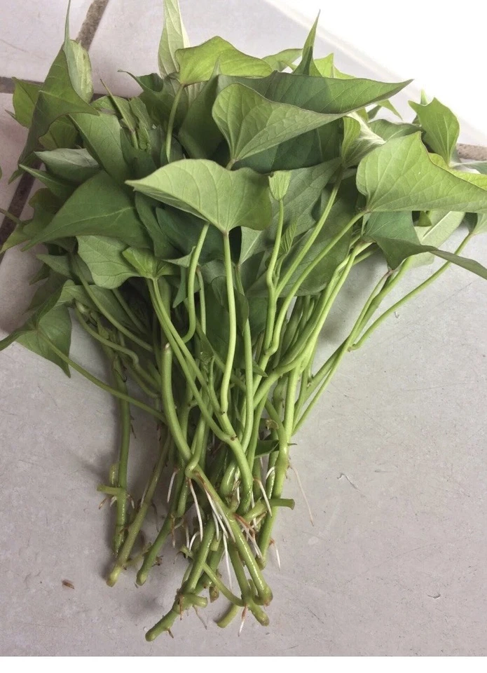 Okinawa Purple Sweet Potato Slips (Ipomoea batatas) - 10 Fresh Organic Cuttings