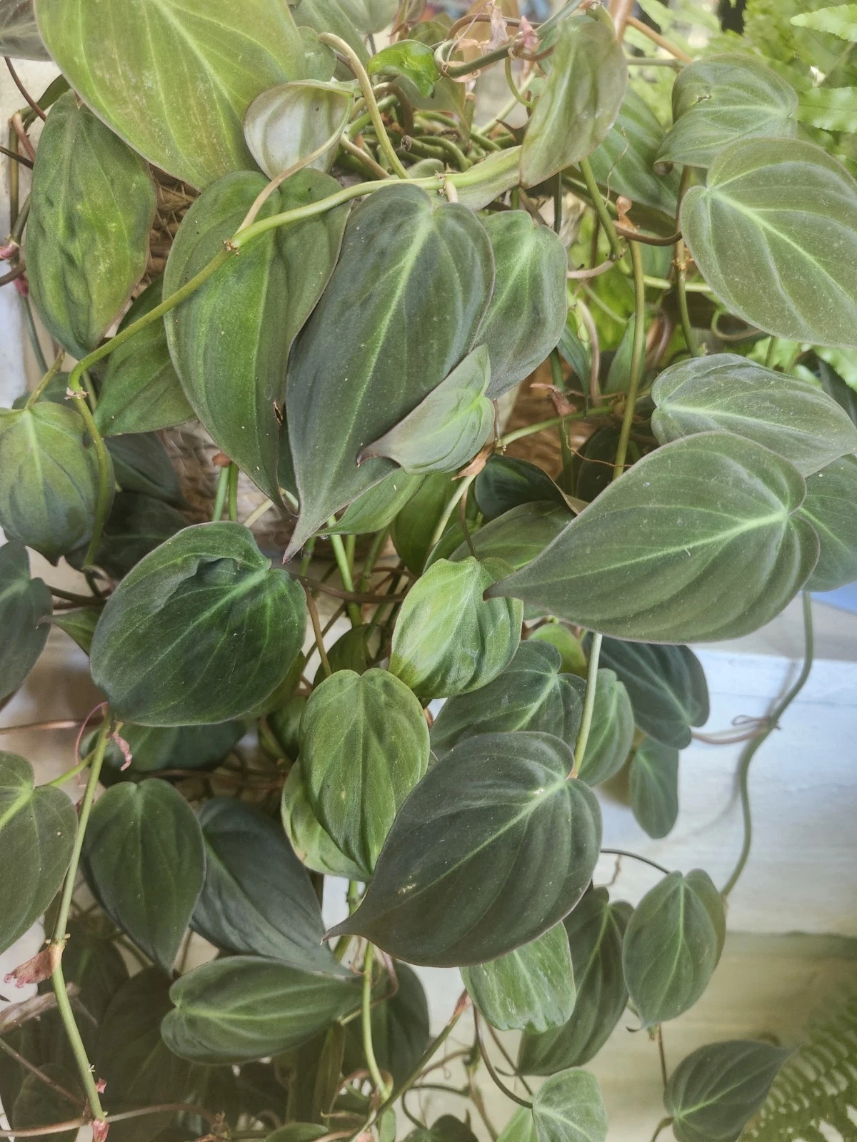 Philodendron Micans – 6 Unrooted Cuttings | Velvet Bronzed Aroid Vine Starter