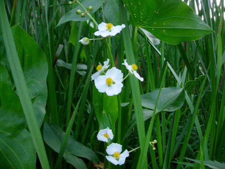 Sagittaria latifolia Seeds | Common Arrowhead Duck Potato 500 Seeds Native Aquatic Perennial