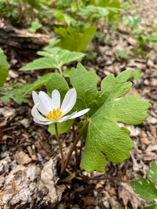 Bloodroot Sanguinaria canadensis Bare Root Perennial Plants – 9 Live Plants for Shade Gardens