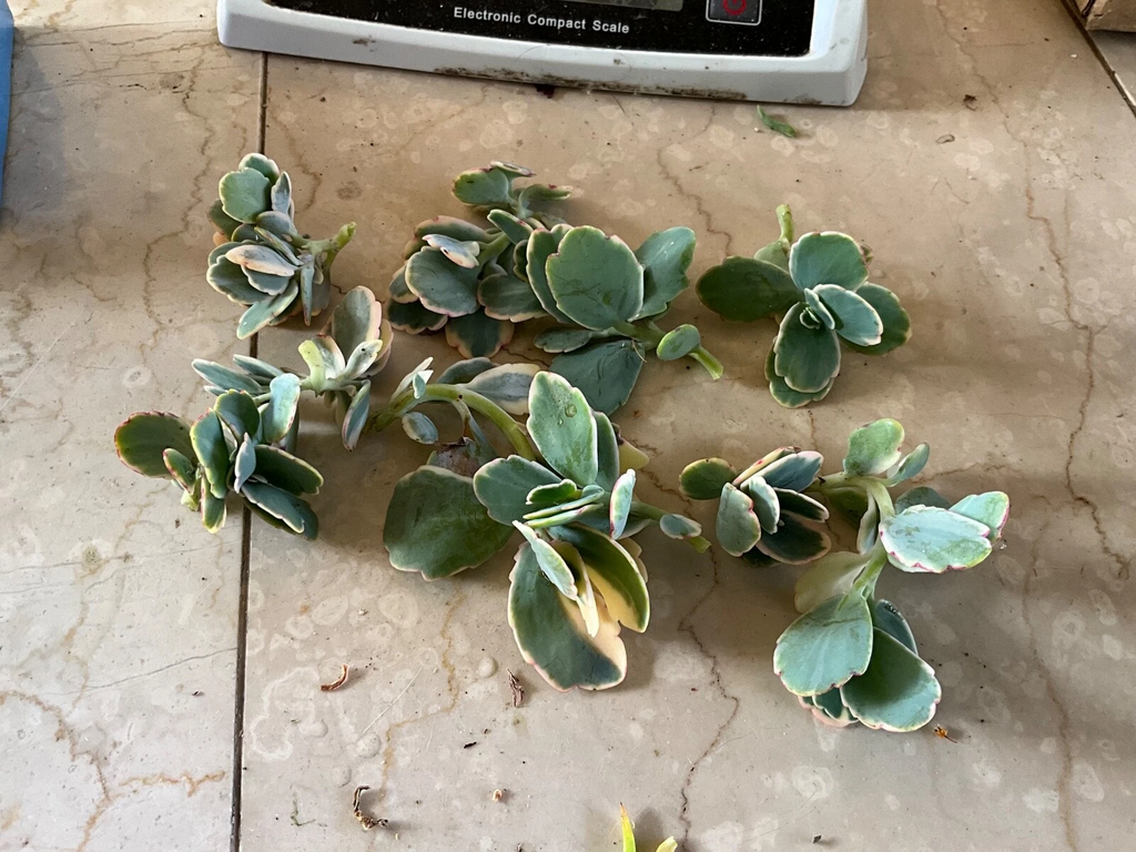 Kalanchoe fedtschenkoi Lavender Scallops - Live Cutting or Starter Plant