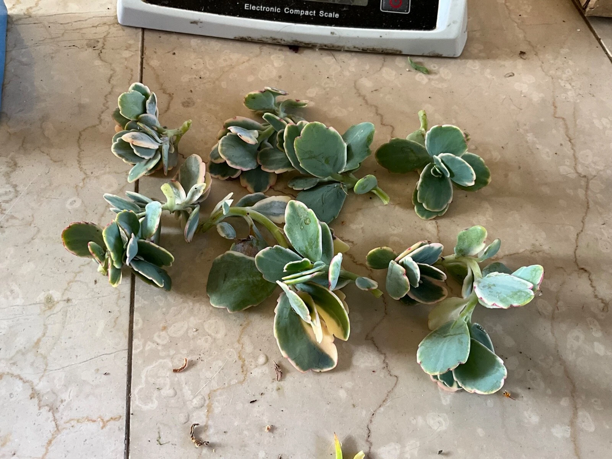 Kalanchoe fedtschenkoi Lavender Scallops - Live Cutting or Starter Plant