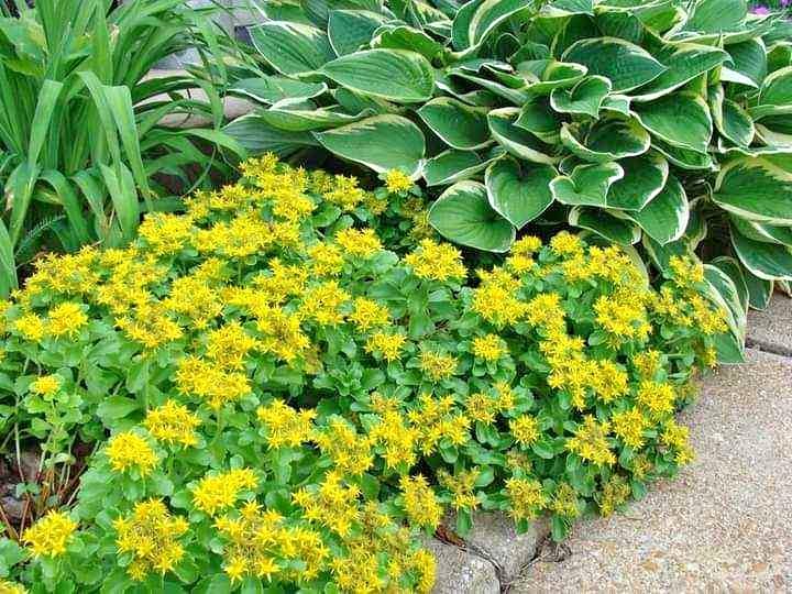 Golden Creeping Sedum (Sedum kamtschaticum) Bare Root Starter Plant – Drought-Tolerant Ground Cover