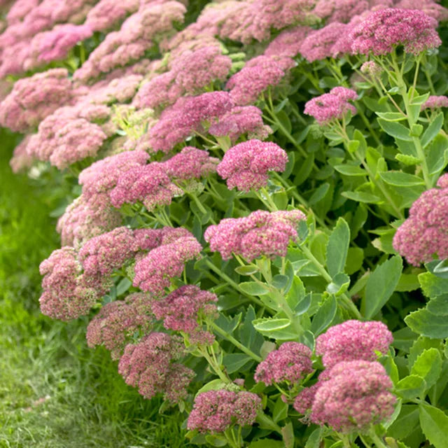 Sedum Autumn Joy Bare Root Starter Plant | Pink Blooms, Drought-Tolerant Perennial