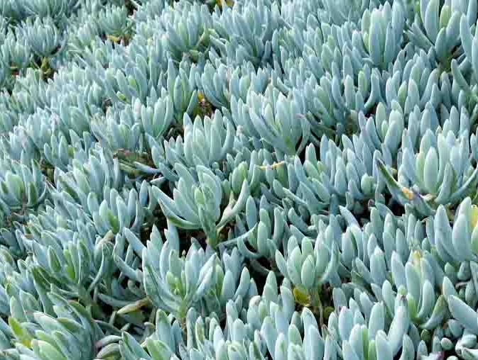 Sesleria 'Brushstrokes' Brushstrokes Moor Grass - 4-Inch Pot (1 Live Plant)