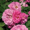 Seven Sisters Rose Cuttings (8 unrooted) - Heirloom Climbing Rose, Pink Fragrant Clusters