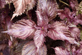 Perilla frutescens Shiso Bare Root Plants - 2 Red/Purple Shiso Herb, Organic, Non-GMO