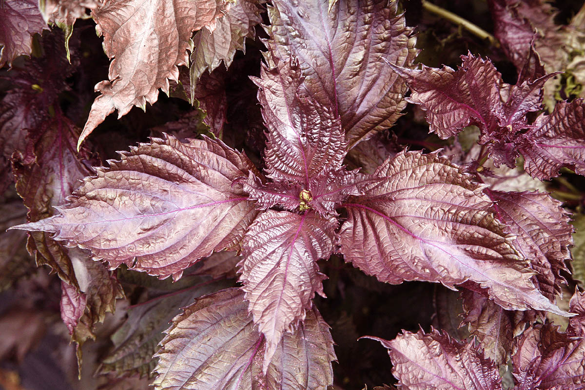 Perilla frutescens Shiso Bare Root Plants - 2 Red/Purple Shiso Herb, Organic, Non-GMO
