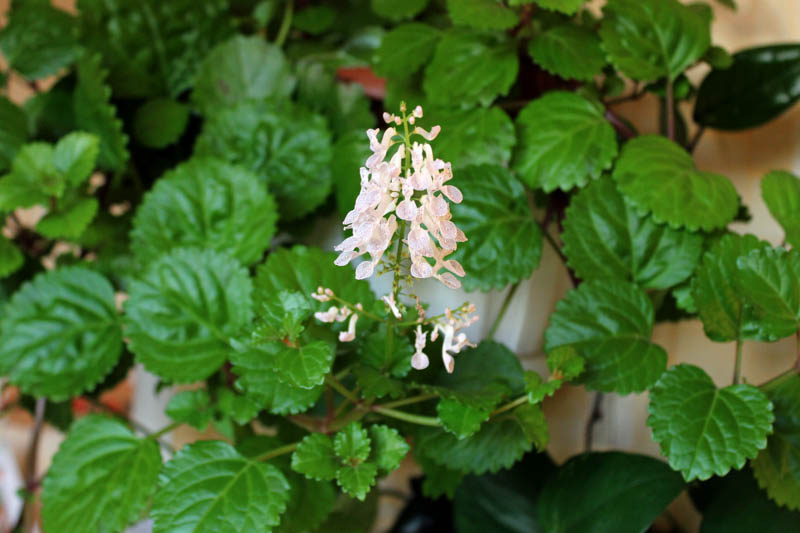 Swedish Ivy Bare Rooted Plants - 4 Live Plectranthus verticillatus Creeping Charlie