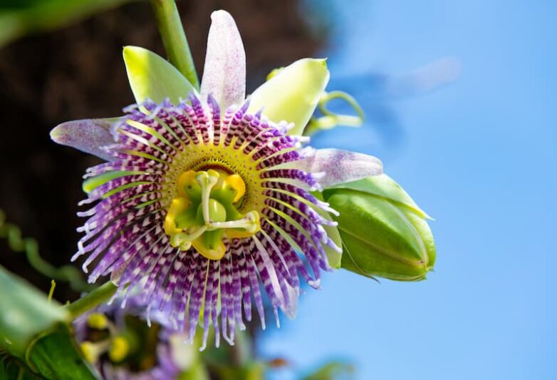 Passiflora "Bounty" – Cold Hardy Passion Fruit Vine Live Plant