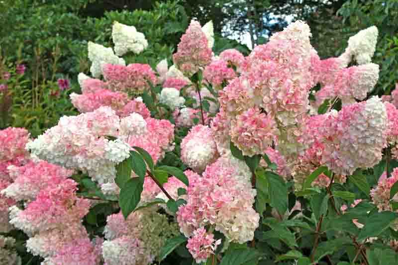 Vanilla Strawberry Hydrangea Cuttings (Renhy) - 4 Unrooted Cuttings, 3–8 mm x 6–8 in, Panicle Hydrangea
