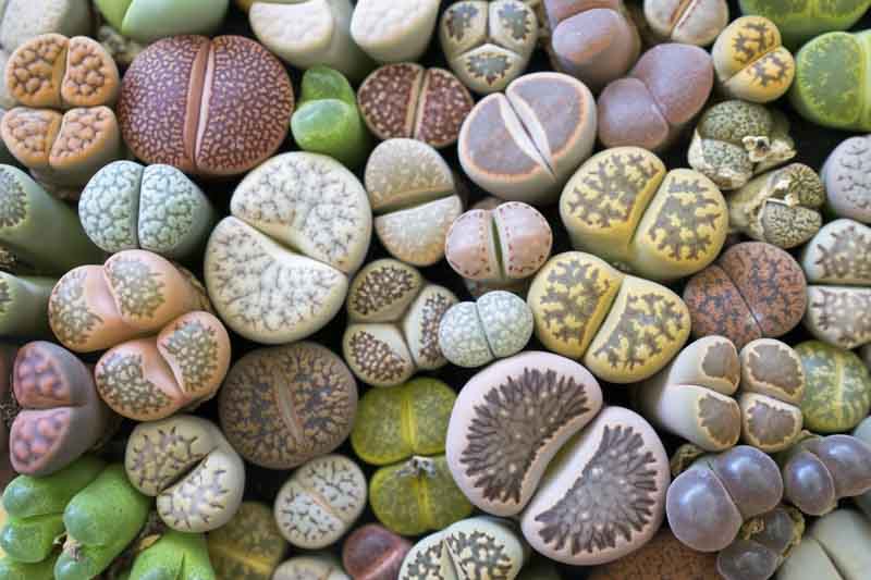 Lithops Living Stones - 10 Bare-Root Live Lithops | Rare Imported Succulents