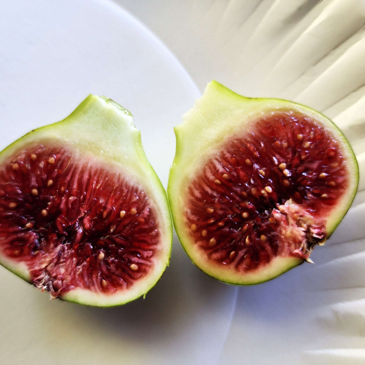 Smith Fig Cuttings (Ficus carica) - 2 Unrooted 6–8"