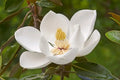 Southern Magnolia Tree (Magnolia grandiflora) - Live Plant in 2.5-Inch Pot