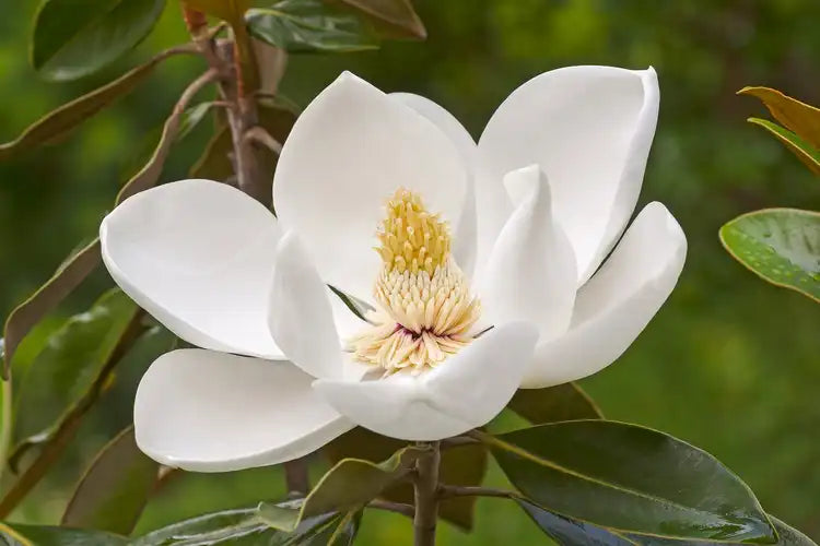 Southern Magnolia Tree (Magnolia grandiflora) - Live Plant in 2.5-Inch Pot