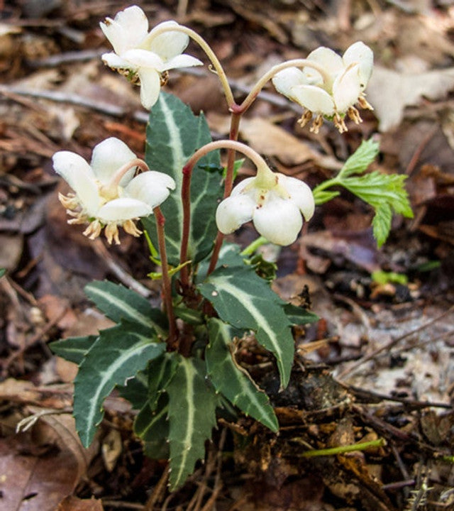 Rat’s Vein (Chimaphila maculata) Bare-Root 10-Pack | Spotted Wintergreen - Shade Native Perennial