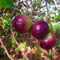 Star Apple Cuttings (Caimito) - 4 Unrooted 5–6" Grafting Cuttings Chrysophyllum cainito