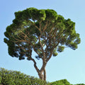 Stone Pine Tree (Pinus pinea) - Italian Umbrella Pine Seedlings, 2-Pack
