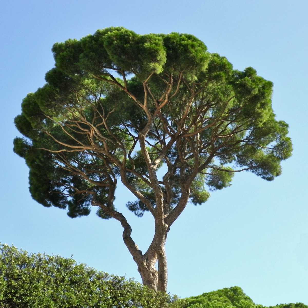 Stone Pine Tree (Pinus pinea) - Italian Umbrella Pine Seedlings, 2-Pack
