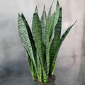 3 Rooted Sansevieria Zeylanica (Mother-in-Law’s Tongue) - Live Snake Plants in Hawaii Volcanic Soil
