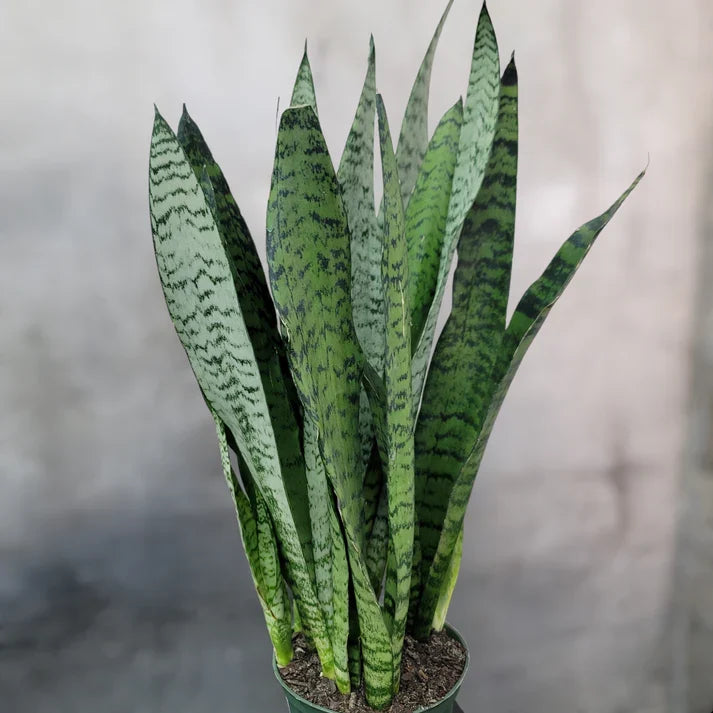 3 Rooted Sansevieria Zeylanica (Mother-in-Law’s Tongue) - Live Snake Plants in Hawaii Volcanic Soil