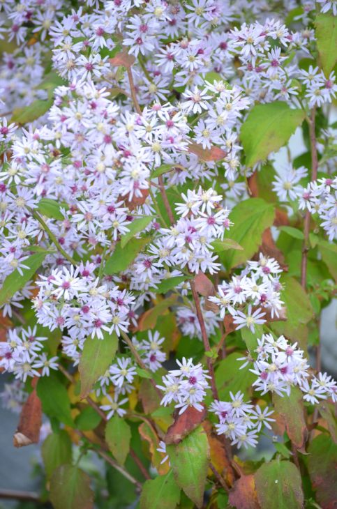 Heart-leaved Aster (Symphyotrichum cordifolium) Seeds - 500 Non-GMO Native Perennial