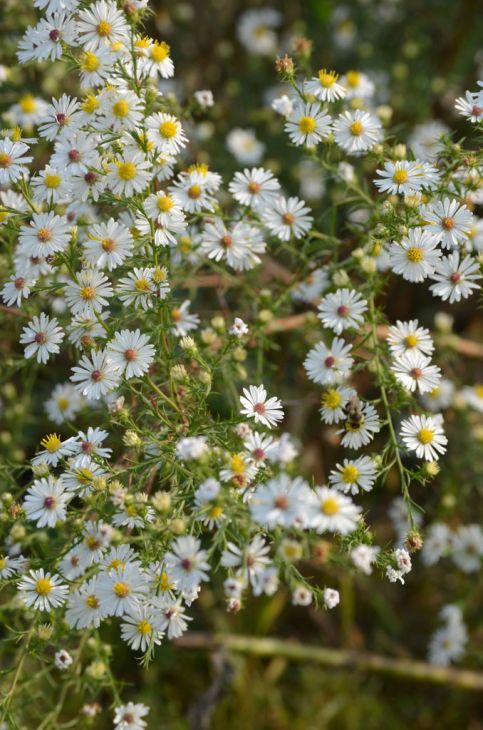 Symphyotrichum pilosus Seeds (Heath Aster) - 100 Premium Non-GMO Seeds for Pollinator Gardens
