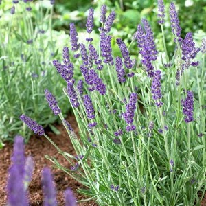 Live Vera Lavender Plant Lavandula angustifolia in 1 Pint Pot – Fragrant Perennial, Drought Tolerant, Bee Friendly