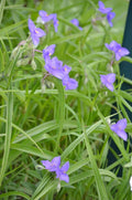 Tradescantia bracteata Seeds (Prairie Spiderwort) - 150 Non-GMO Seeds for Native Gardens & Pollinators