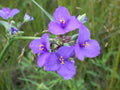 Tradescantia occidentalis Seeds | Western Spiderwort - 100 Non-GMO Seeds for Native Gardens