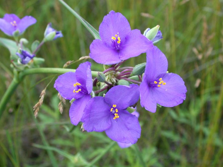 Tradescantia occidentalis Seeds | Western Spiderwort - 100 Non-GMO Seeds for Native Gardens