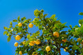 Lemon Tree Seedling 2-3" Bare Root (Citrus limon) – Live Plant, Fruit Tree Starter