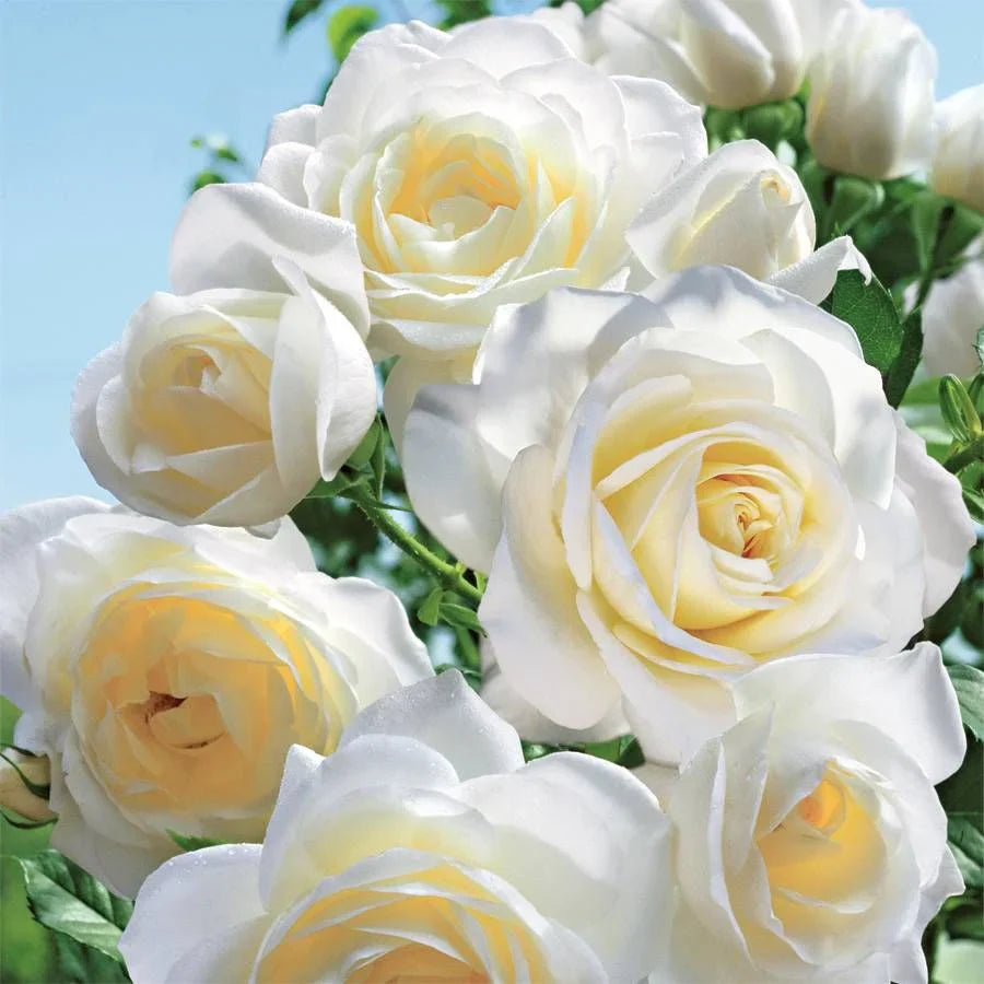 Moondance Rose Floribunda Bare Root Starter Plant | White Blooms, Fragrant, Repeat Bloomer