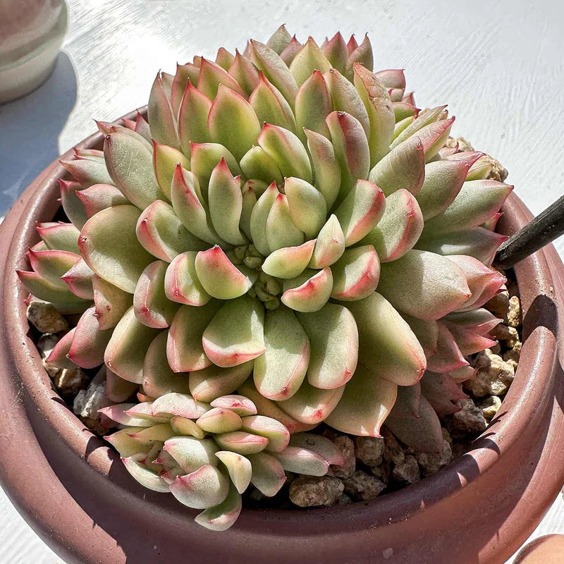 Echeveria Mebina Variegata Bare Root Live Plant – Variegated Succulent